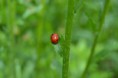 /album/fotogalerij/heemtuin07-05-14-003-jpg/